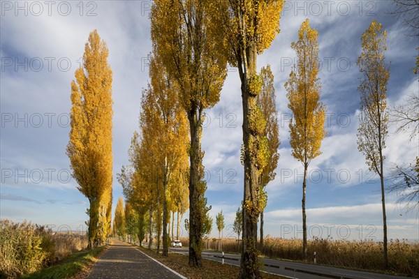 Colourful autumn leaves in the afternoon on the avenue to Reichenau Island