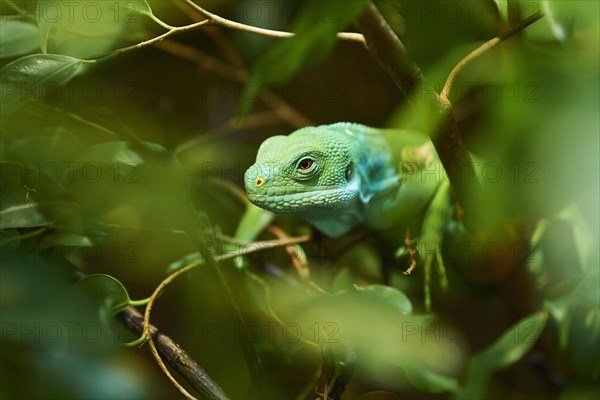 Central Fijian banded iguana (Brachylophus bulabula) in a shrub