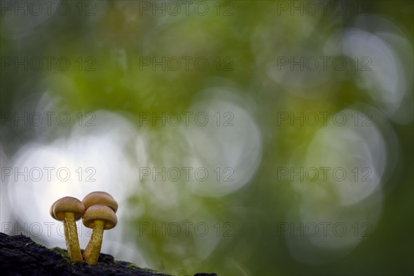 Sulphur tuft (Hypholoma fasciculare)