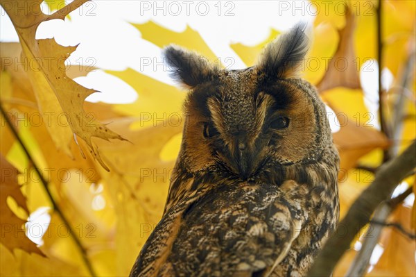 Long-eared owl (Asio otus)