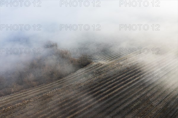 Winter landscape with vineyards and fog