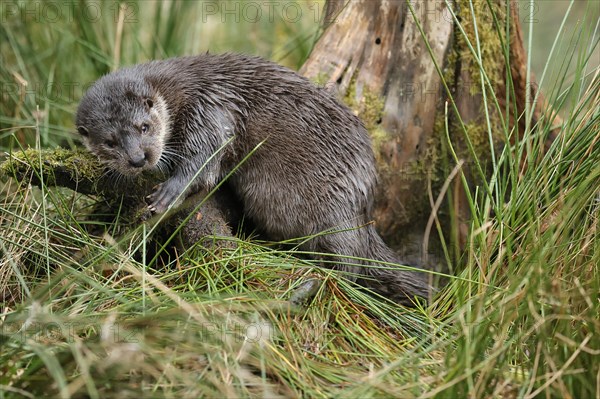 Young european otter (Lutra lutra)