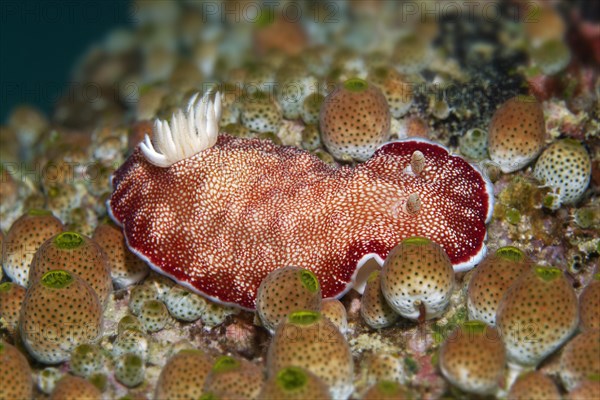 Goniobranchus reticulatus (Chromodoris reticulata)