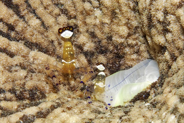 Pair of mate shrimps (Periclimenes brevicarpalus)