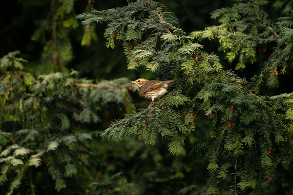 Redwing (Turdus iliacus) in a yew tree