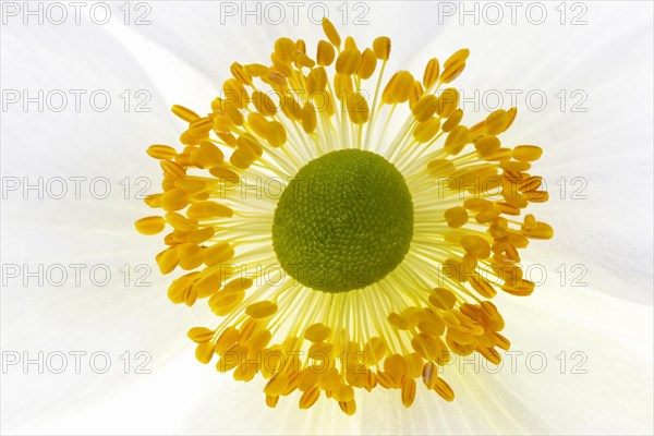 White chinese anemones (Anemone hupehensis)