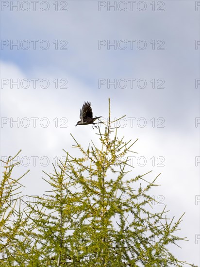 Spotted nutcracker (Nucifraga caryocatactes) taking off from a european larch (Larix decidua)