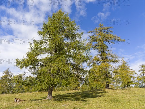 Larch meadows on the Salten