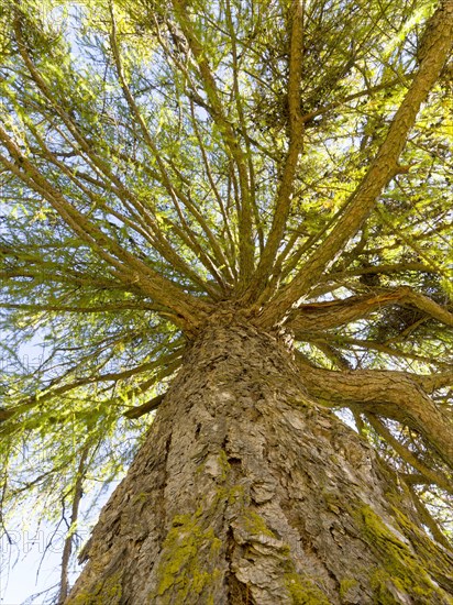 European larch (Larix decidua)