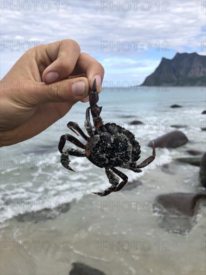 Hand holding a small crab by the gripping arm