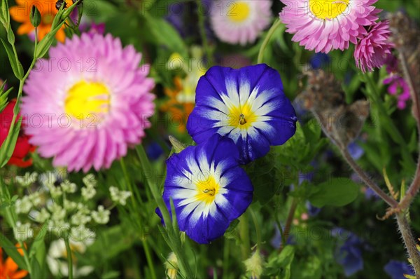 Iceland poppy (Papaver nudicaule) or iceland poppy