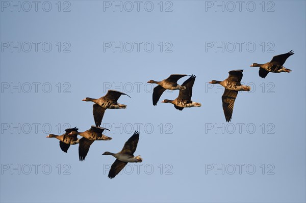 Greater white-fronted goose (Anser albifrons)