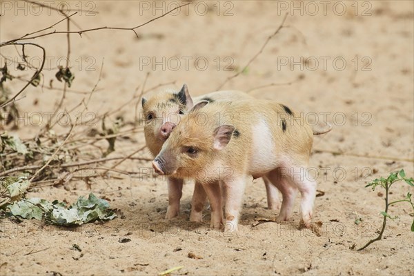 Vietnamese Pot-bellied piglets