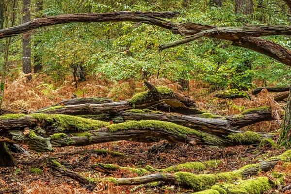 Decaying trees