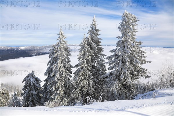 Snowy landscape