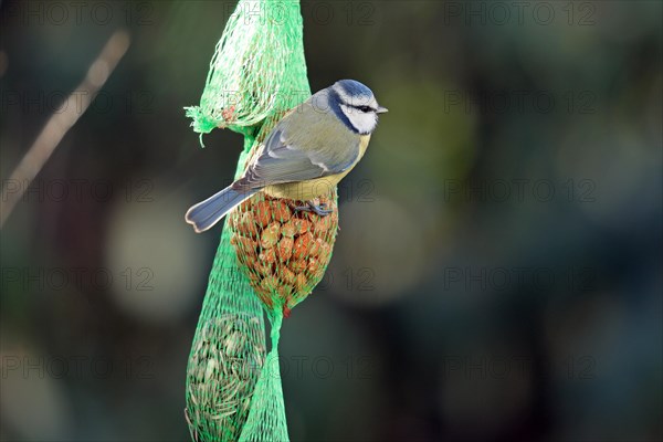 Blue tit (Cyanistes caeruleus)