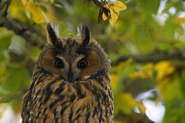 Long-eared owl (Asio otus)