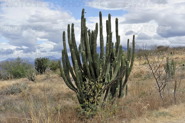 Mexican giant cardon (Pachycereus pringlei) and elephant tree (Bursera microphylla)