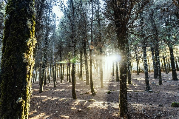 Beautiful sun rays lightening trees covered with moss in the foggy forest