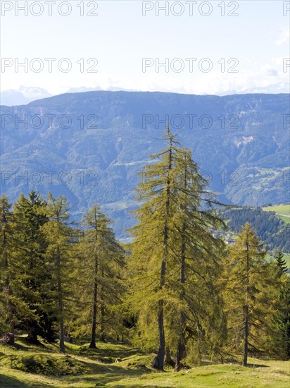 Larch meadows on the Salten