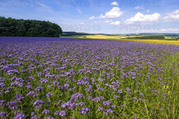 Field with scorpion-weed (Phacelia) near Quetschen
