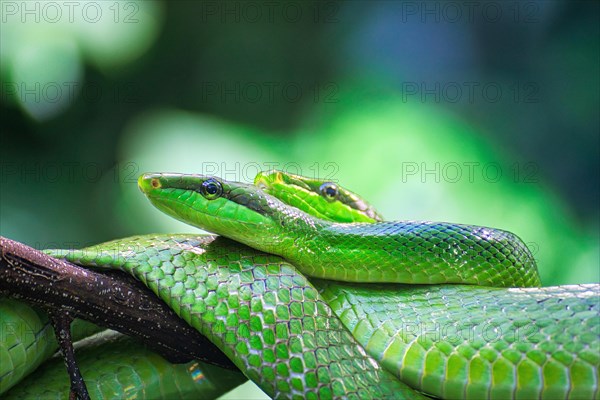 Red-tailed green ratsnake (Gonyosoma oxycephalum) during mating