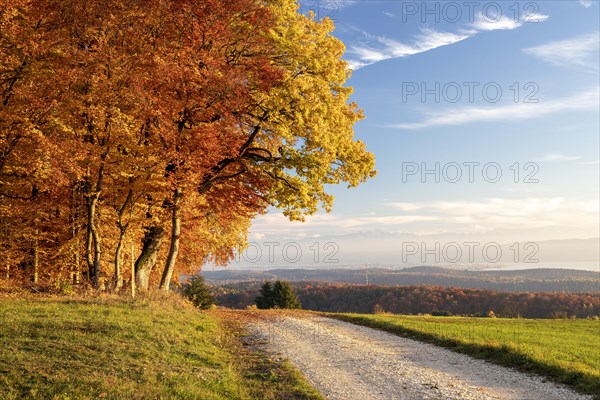 Colourful autumn colours in the forest near Liggeringen