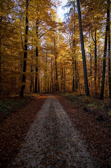 Afternoon sun in the beech forest near Liggeringen