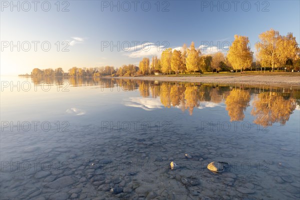 Bright autumn leaves in the afternoon on the shore in Hegne