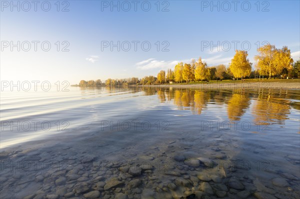 Bright autumn leaves in the afternoon on the shore in Hegne