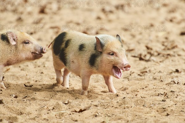 Vietnamese Pot-bellied piglets