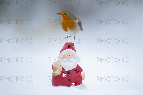European robin (Erithacus rubecula) adult bird sitting on a Father Christmas figure in a snow covered garden