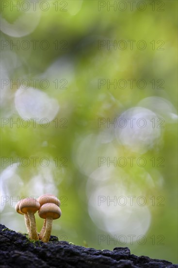 Sulphur tuft (Hypholoma fasciculare)