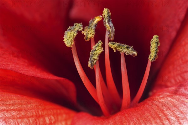 Red amaryllis