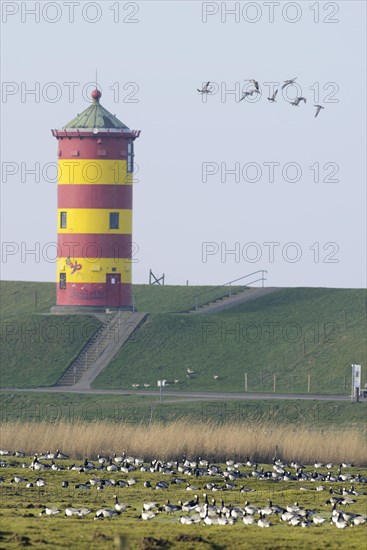 Barnacle geese (Branta leucopsis) at Pilsum lighthouse