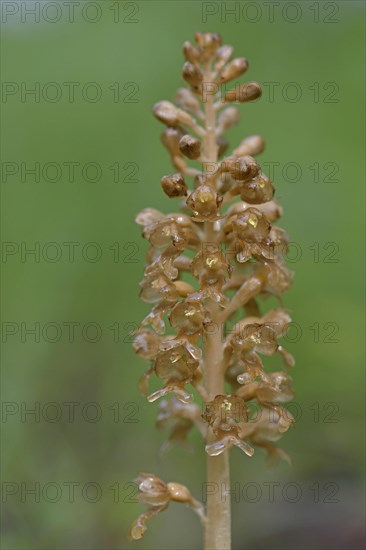 Bird's-nest orchid (Neottia nidus-avis)