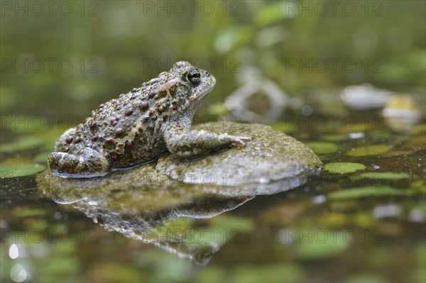 Natterjack toad (Bufo calamita)