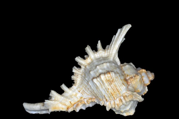 Ramose murex (Chicoreus ramosus)