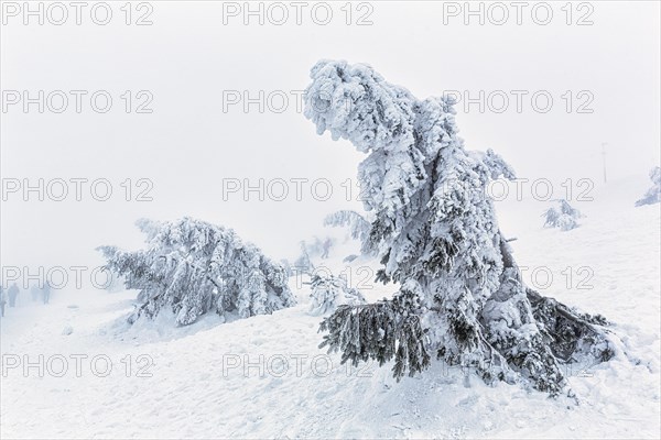 Deep snow-covered spruces and hikers in the fog