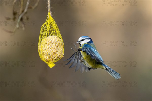 Blue tit (Cyanistes caeruleus) flies at a tit dumpling