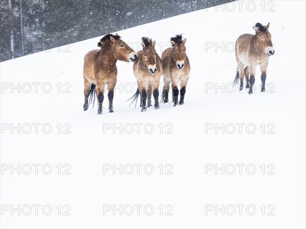 Przewalski's horses (Equus przewalskii) during snowfall in winter