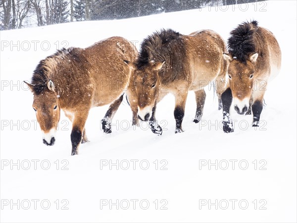 Przewalski's horses (Equus przewalskii) during snowfall in winter