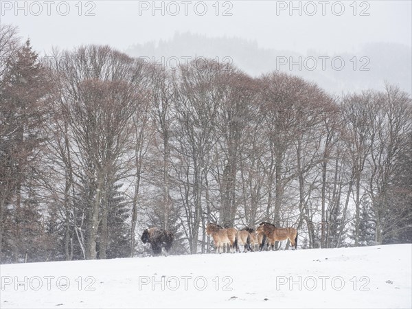 American bisons (Bos bison) and przewalski's horses (Equus przewalskii) during snowfall in winter