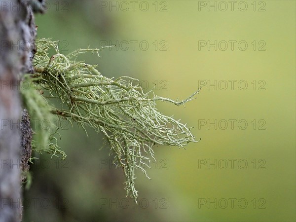 Lichens on a european larch (Larix decidua)