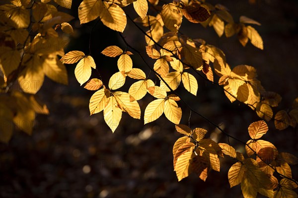 Afternoon sun in the beech forest near Liggeringen