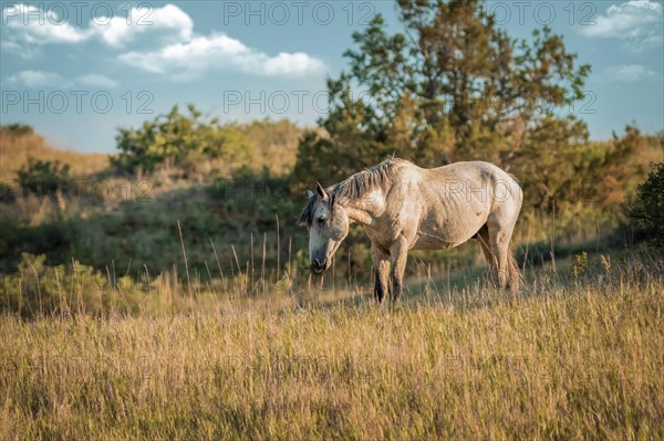 Horse in the green field eating grass