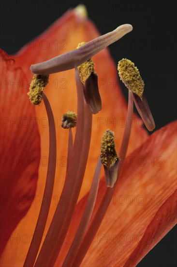 Red amaryllis