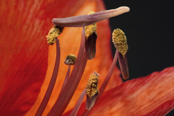 Red amaryllis