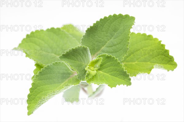 Panikoorka (Plectranthus Amboinicus) plant isolated on white background