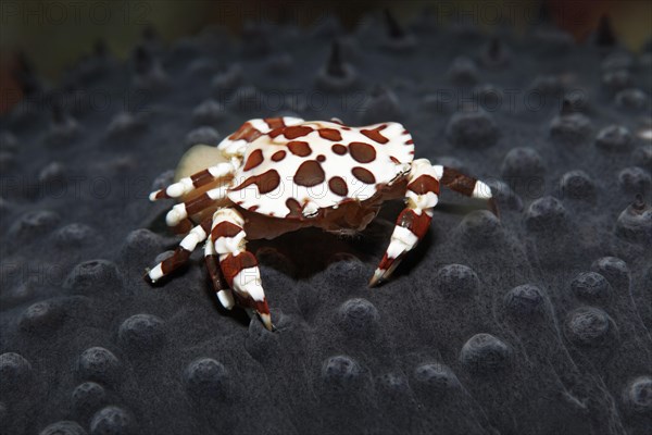 Harlequin swimming crab (Lissocarcinus laevis)